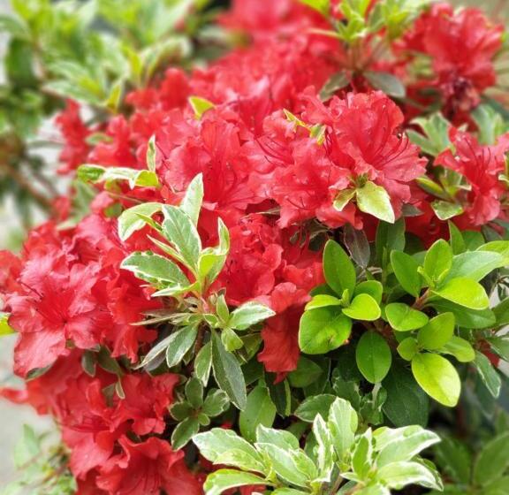 پانسیون Sleeping Sarria