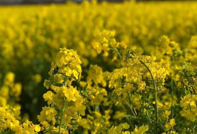 펜션 Guesthouse Sora