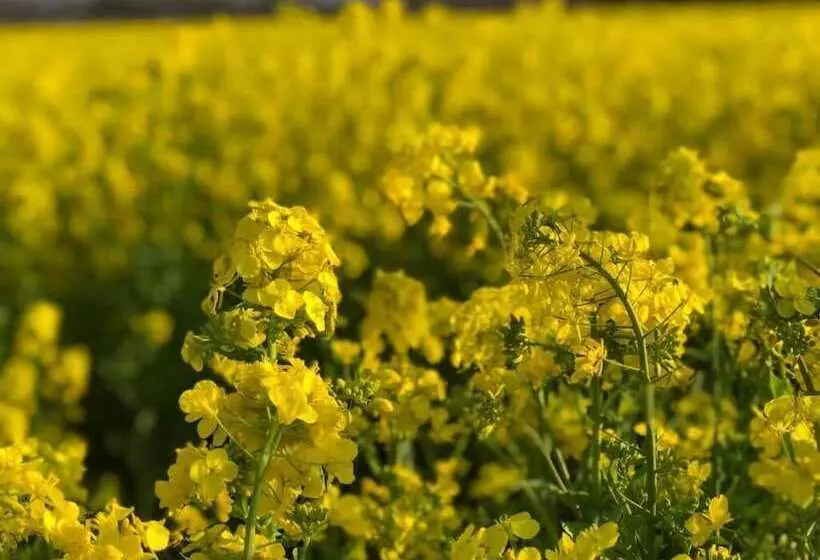 Majatalo Guesthouse Sora