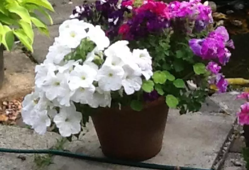 Aamiaismajoitus (B&B) Arron House