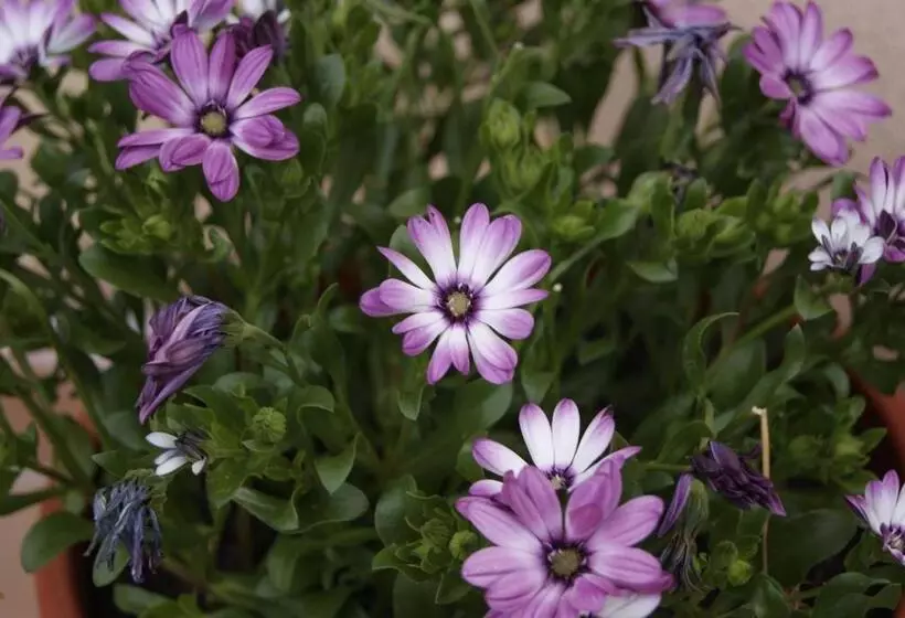 Majatalo Hostal Peñacárdena