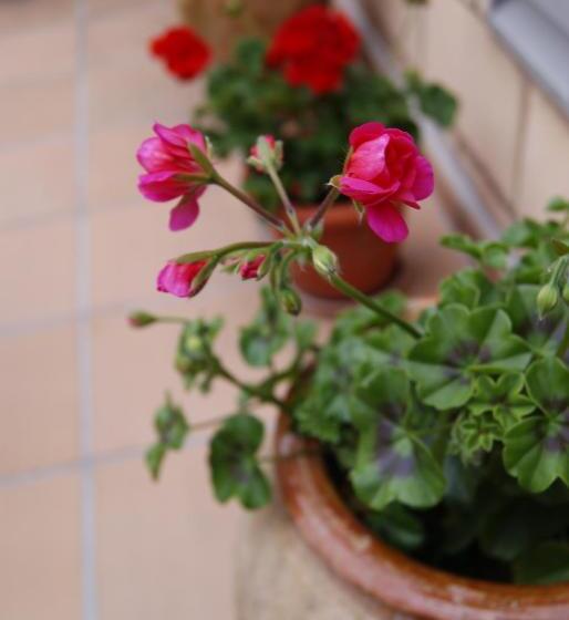 膳宿费 Hostal Peñacárdena