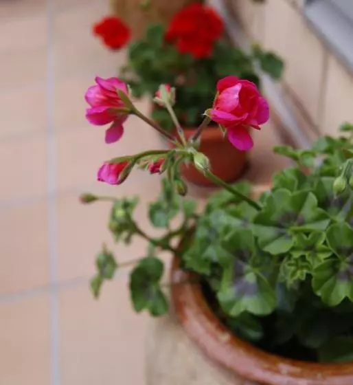 Majatalo Hostal Peñacárdena