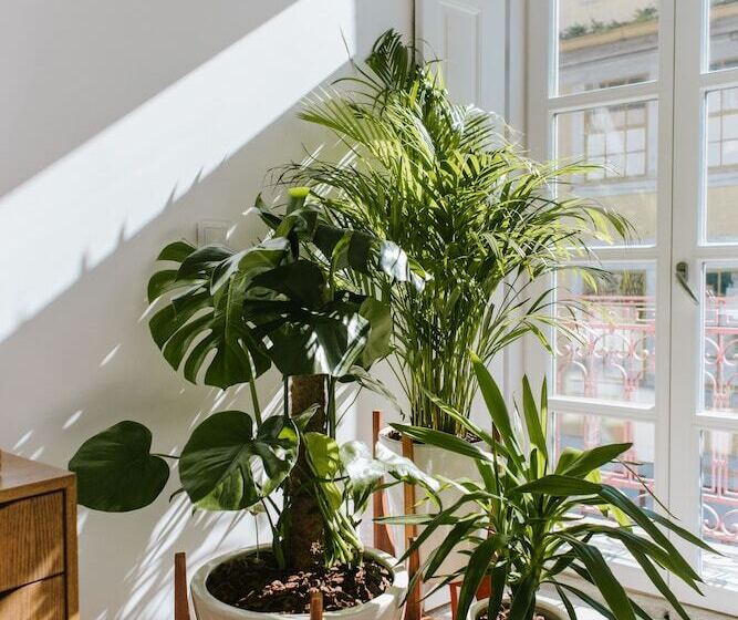 پانسیون Myo Design House