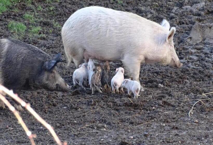 هتل Agriturismo Olivastrella