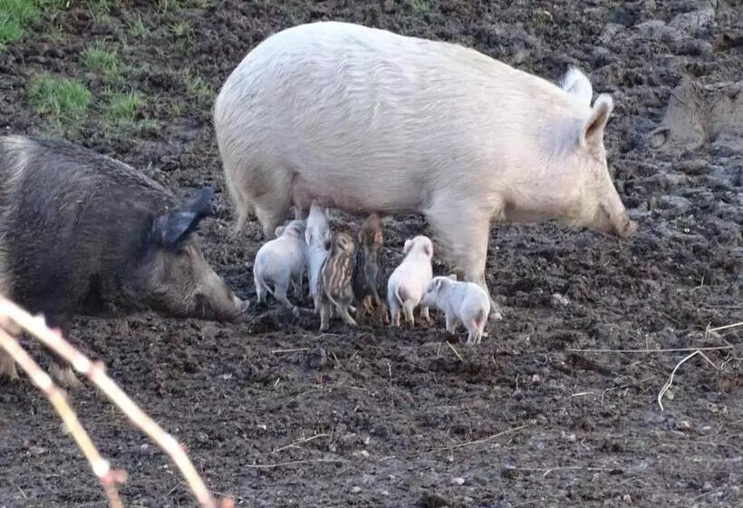 Hotelli Agriturismo Olivastrella