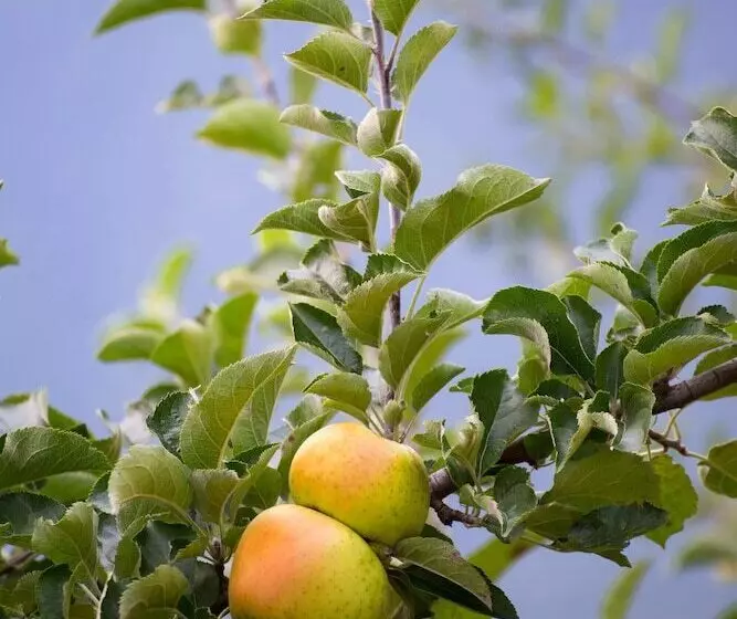 ホテル Bio Agritur Le Millemele