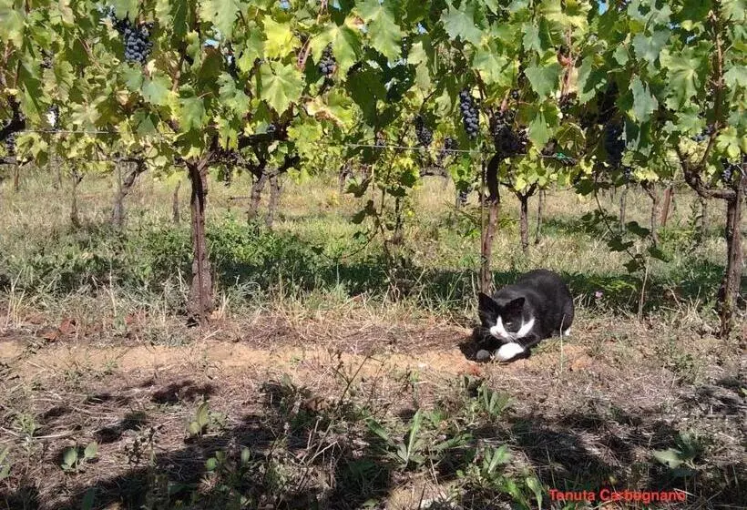 هتل Tenuta Carbognano