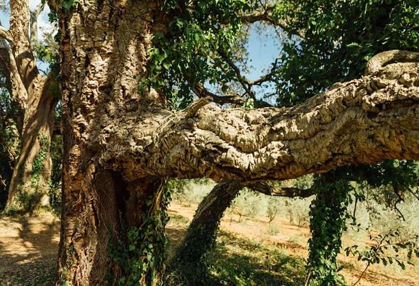 בית מלון כפרי La Cerreta Terme Di Sassetta