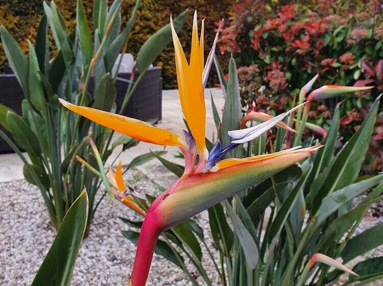 پانسیون Il Giardino Di Flora   Piscina & Jacuzzi