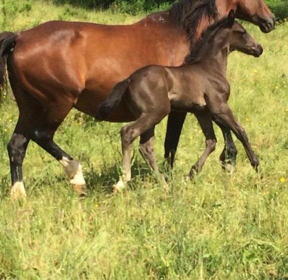 בית מלון כפרי Azienda Agrituristica Le Chiuse