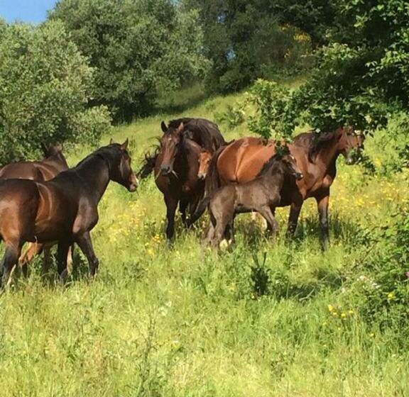 בית מלון כפרי Azienda Agrituristica Le Chiuse