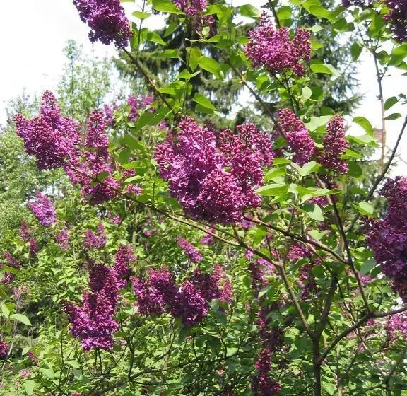 هتل Agriturismo La Chiocciola