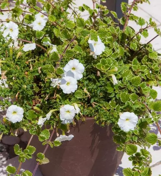 هتل Agriturismo La Chiocciola