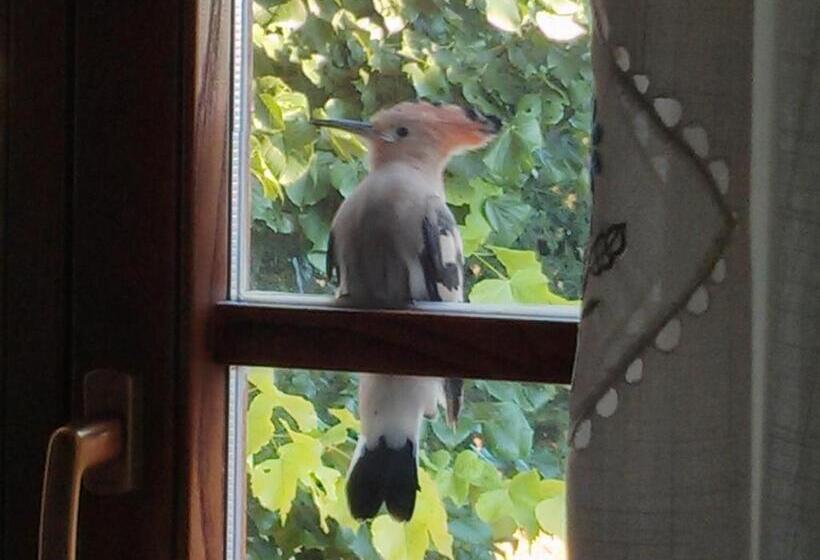 בית מלון כפרי Agriturismo Monte Acuto