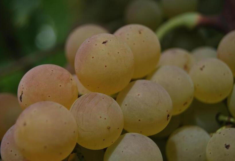 호텔 Agriturismo Torre Cristina