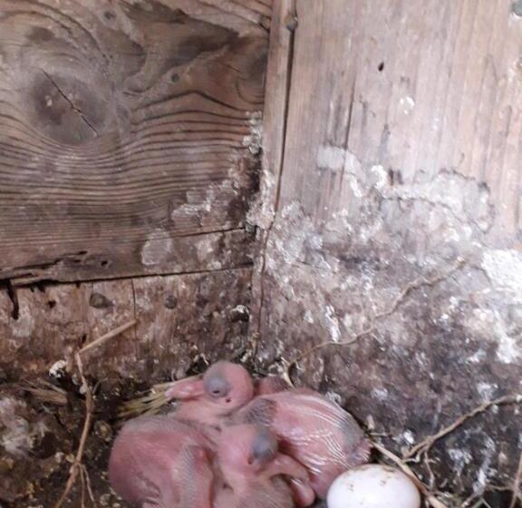 호텔 Agriturismo Torre Cristina