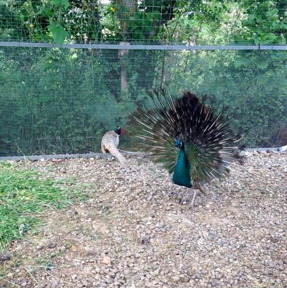 בית מלון כפרי Country House Villa Delle Rose Agriturismo