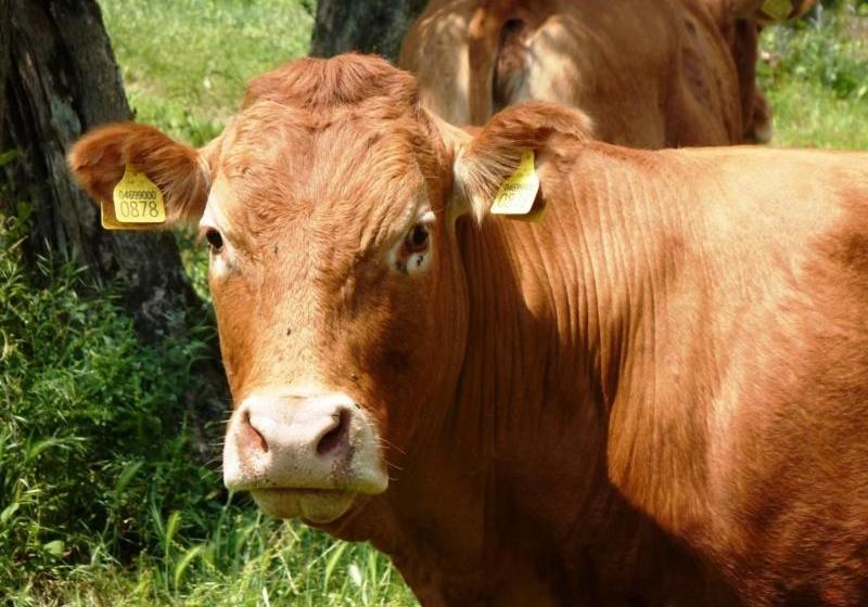 בית מלון כפרי Fattoria Di Camporomano