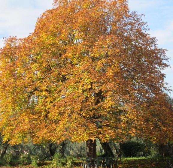 בית מלון כפרי Fattoria Di Camporomano