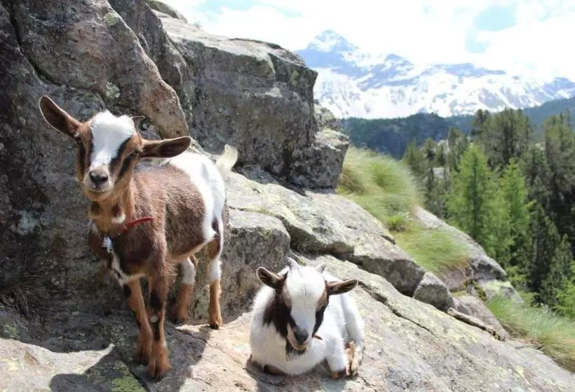 ペンション Rifugio Zoia