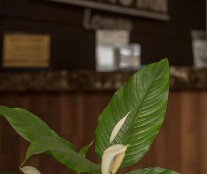 فندق Bonitto Inn® Tampico Lomas