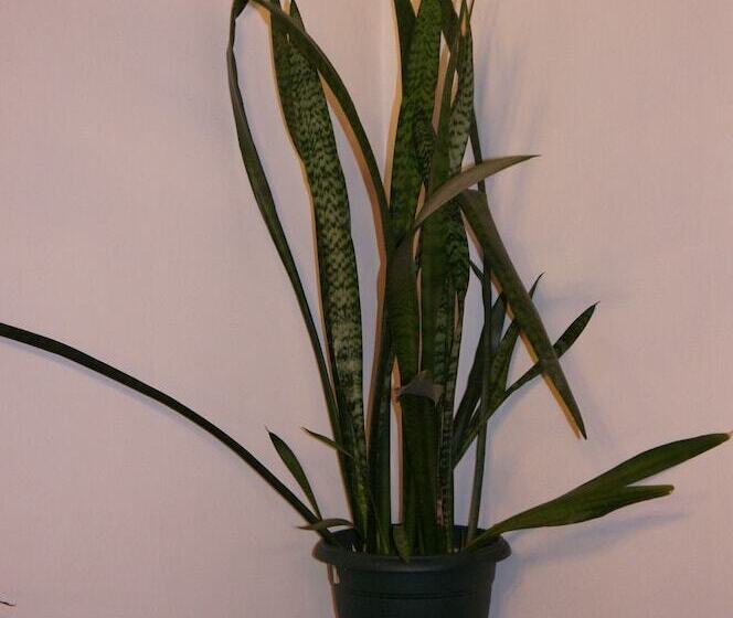 فندق De La Place