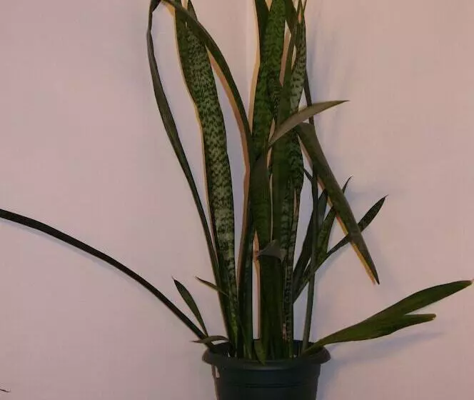 ホテル De La Place