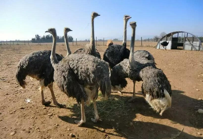 ホテル Les Roulottes Gîtes De La Ferme De L Autruche Dromoise