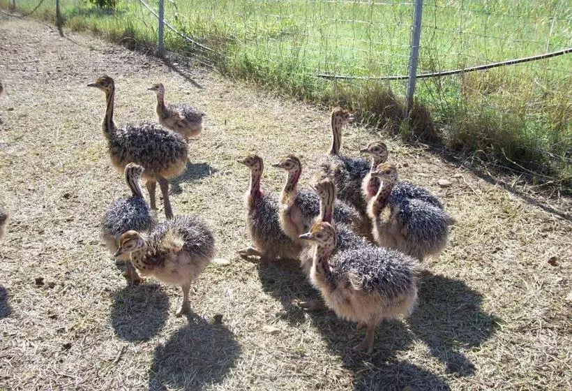 ホテル Les Roulottes Gîtes De La Ferme De L Autruche Dromoise
