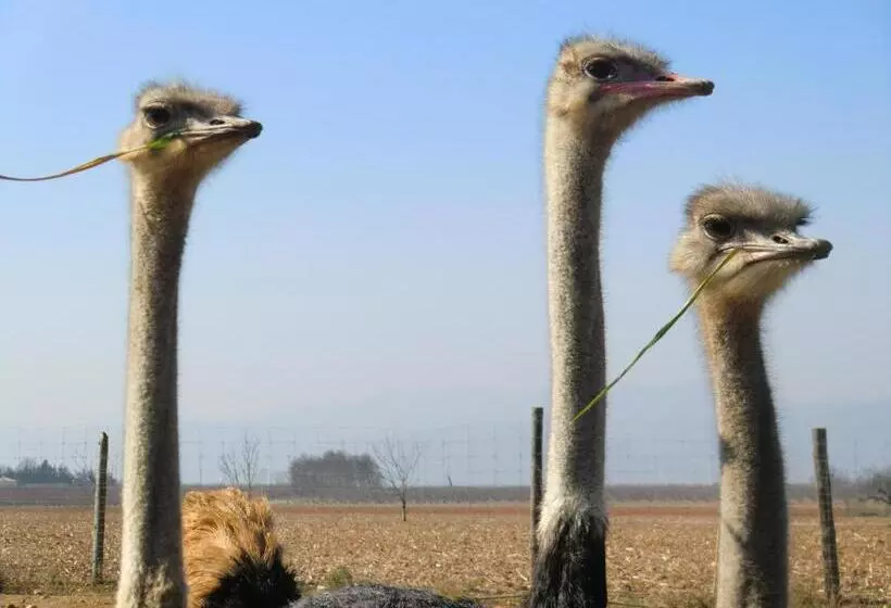 ホテル Les Roulottes Gîtes De La Ferme De L Autruche Dromoise