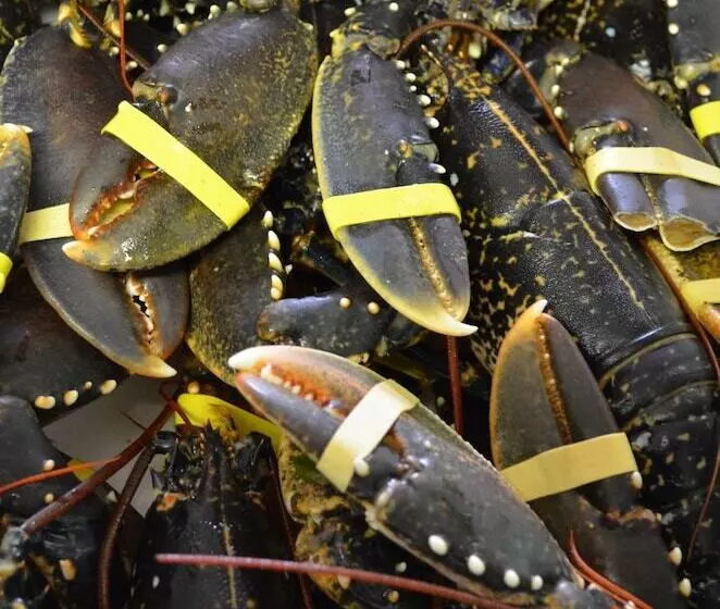 Retkeilymaja The Dolphin Inn