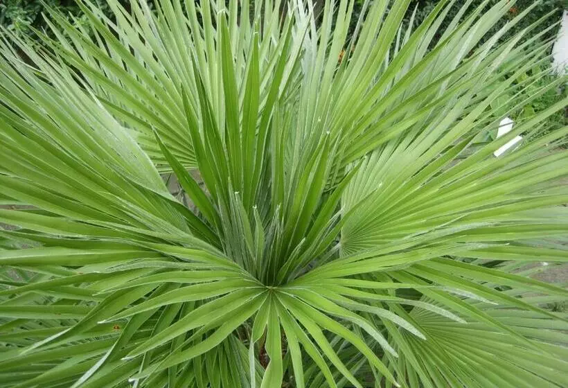 Majatalo Longfield Guest House