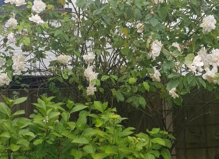 Majatalo Victoria House