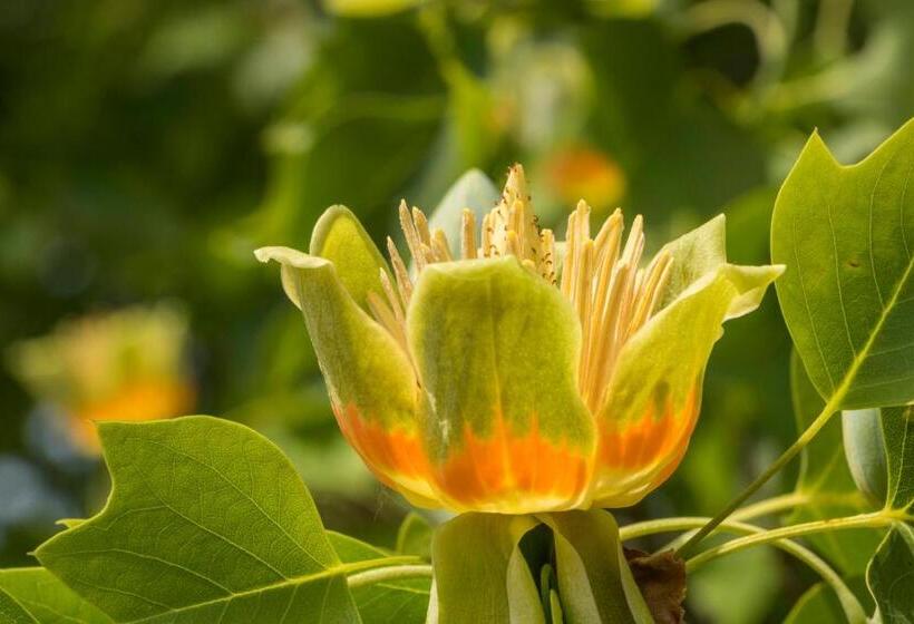 Общежитие Gastehaus Musmann