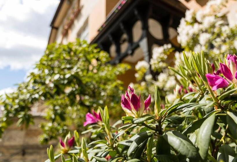 Общежитие Gastehaus Musmann