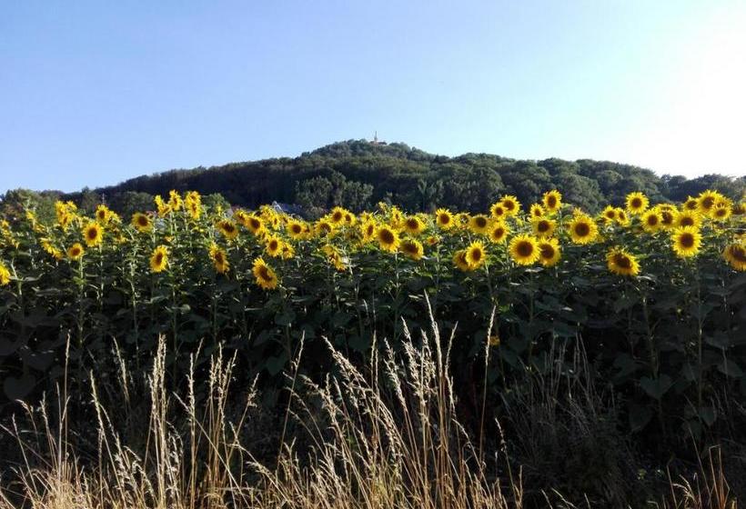 Altstadt Pension Zaremba