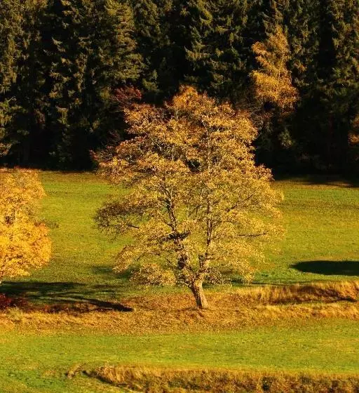 Majatalo Gasthof Schwarzwaldtanne