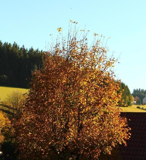 פנסיון Gasthof Schwarzwaldtanne