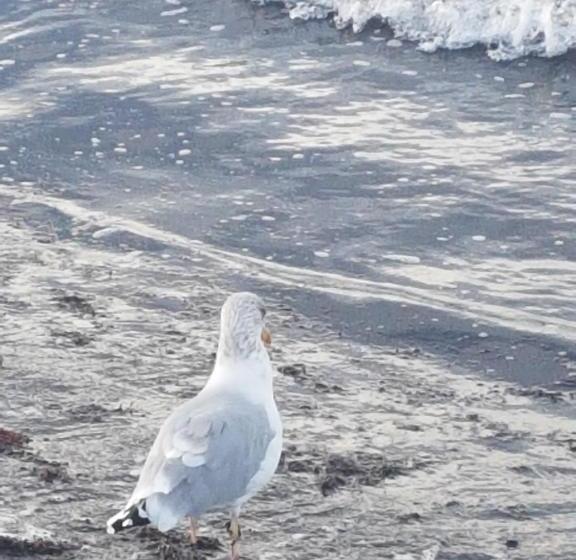 Ostseepension Warnemünde
