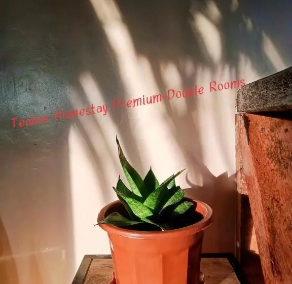 ペンション Allba's Homestay