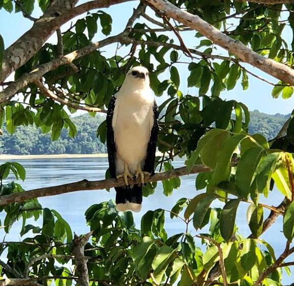פנסיון Amazônia Parksuítes