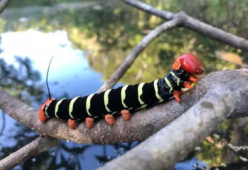 Majatalo Amazônia Parksuítes