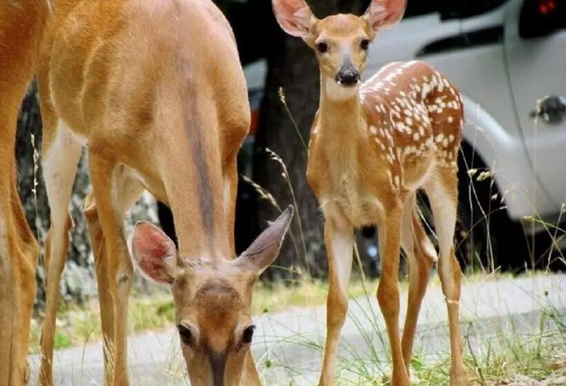 Lomakeskus Beaver Lake Cottages