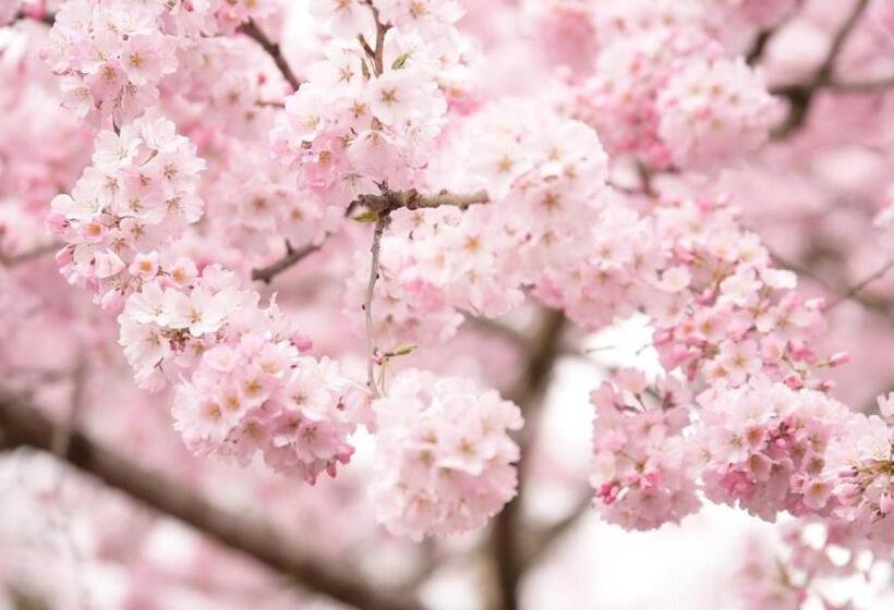 日式旅馆 Kyousen