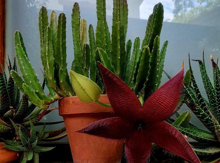 펜션 Los Tarcos Guest House