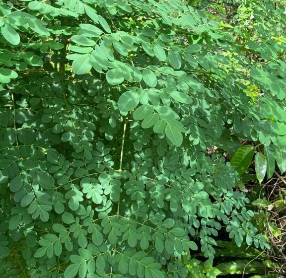 پانسیون Body Balance House