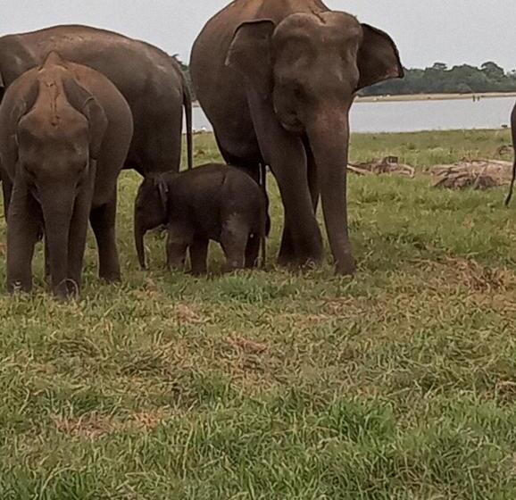 膳宿费 River Nature Park