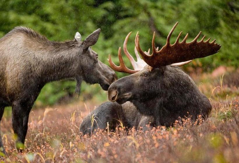 호스텔 Rangeley Saddleback Inn