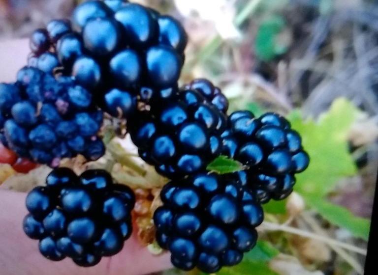 پانسیون Artush & Donaras B&b